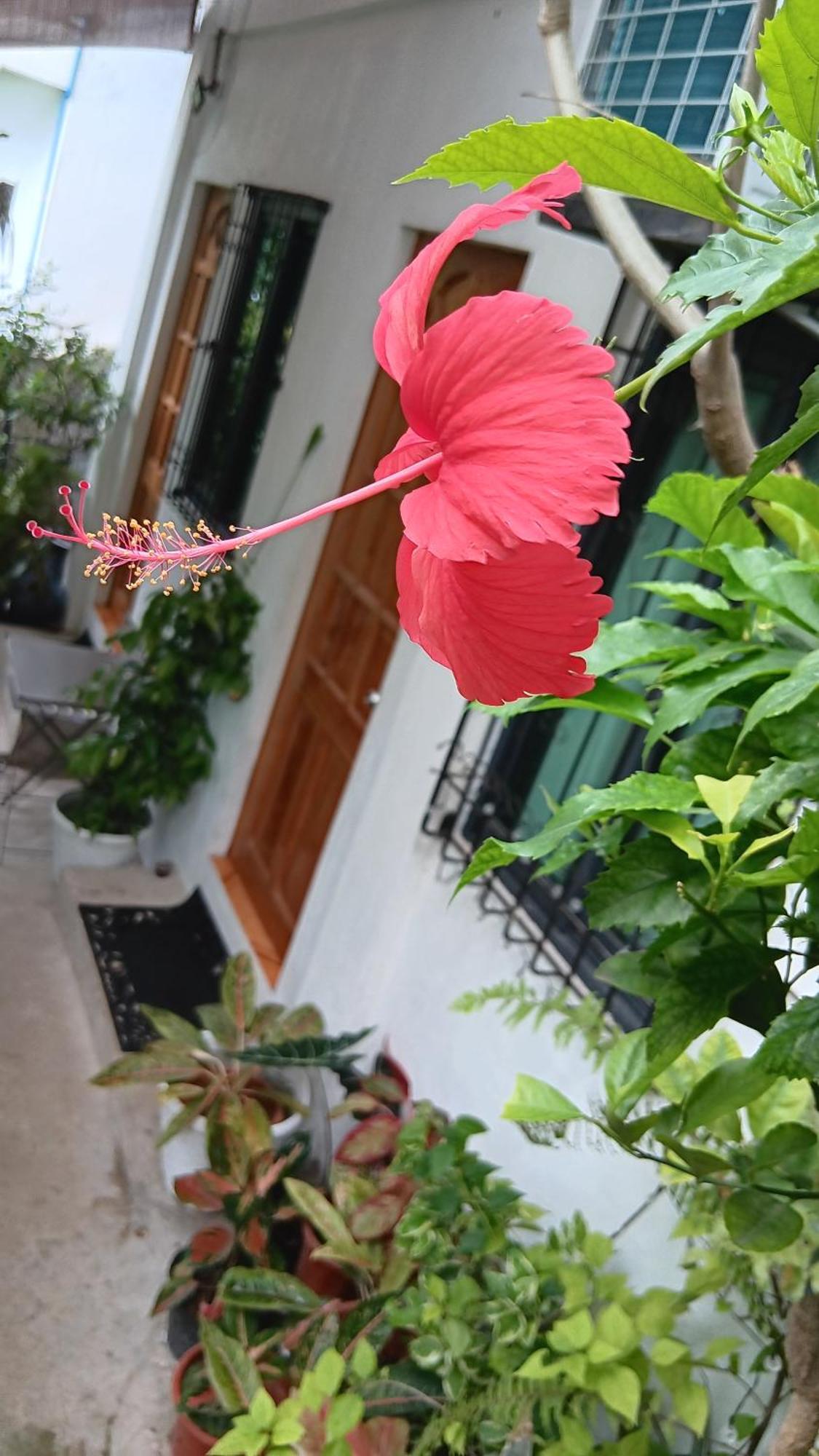 Susing Seaside Guesthouse Моалбоал Екстериор снимка